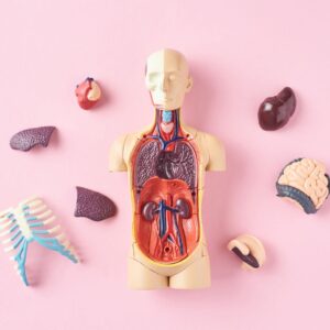 Human body figure with parts scattered about