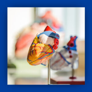 Model of internal organs